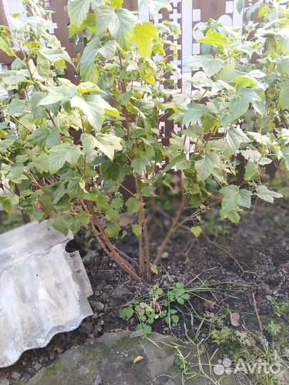 Черенки черной смородины