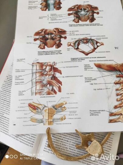 Репетитор по биологии,анатомии,гистологии,латыни
