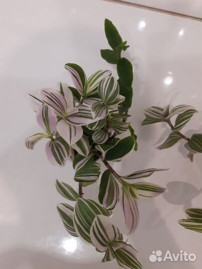 Традесканция