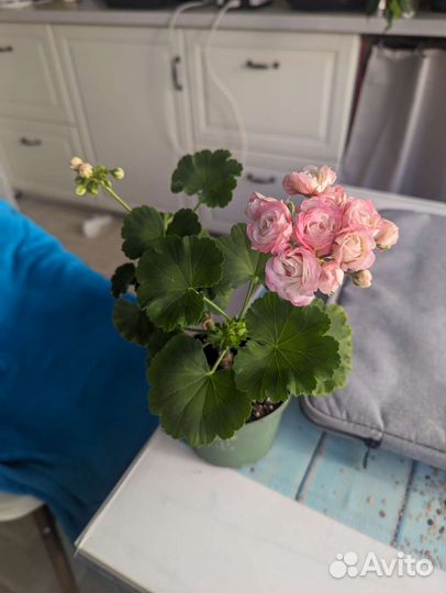 Пеларгония Сутарве Дениза