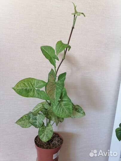 Сингониум конфетти