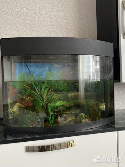 Аквариум с рыбками