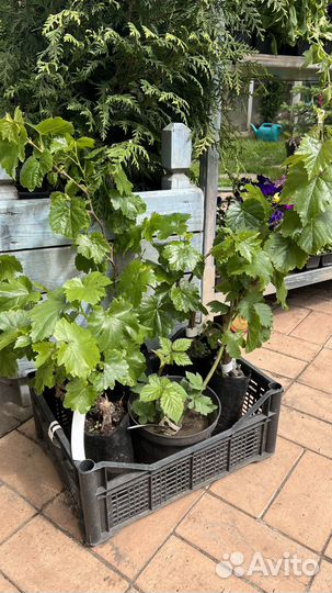 Саженцы винограда