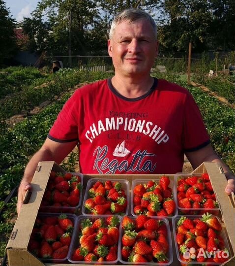 Рассада клубники