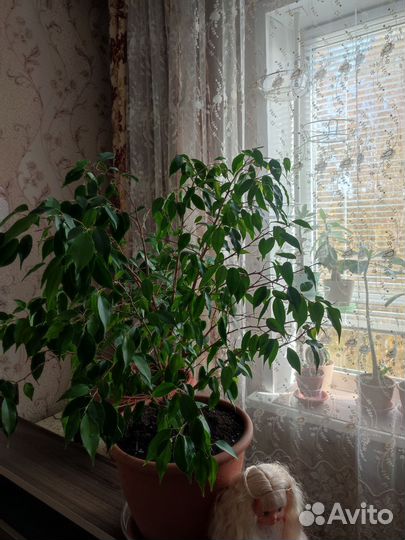 Фикус бенджамина