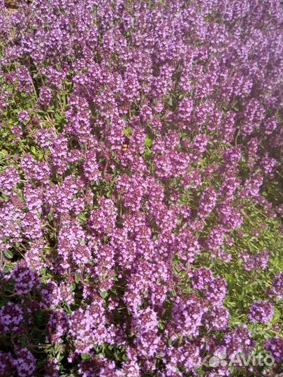 Тимьян или чабрец, саженец, пряность