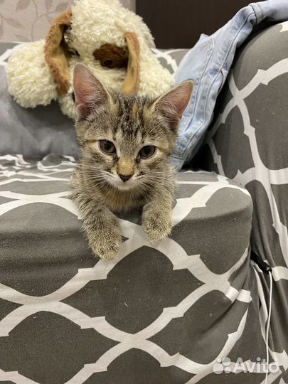 В добрые руки