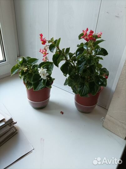 Бегонии вечноцветущие