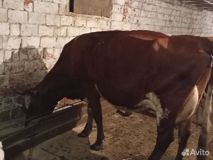 Коровы стельные, дойные, нетели, телки и телята