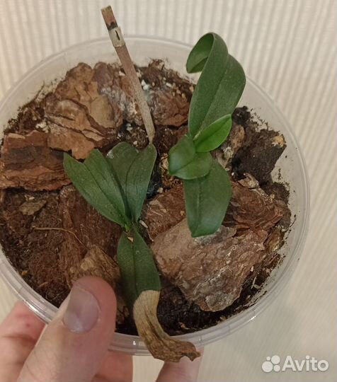 Детки орхидеи