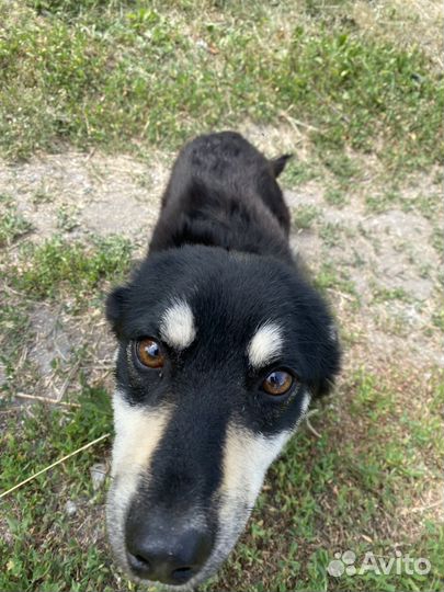 Отдам собаку в добрые руки