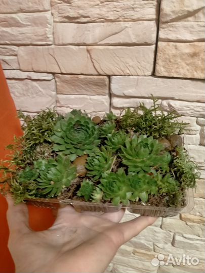 Флорариум суккуленты