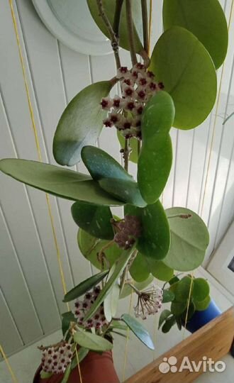 Хойя Обовата. Комнатные растения. Hoya Obovata