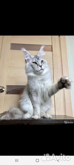 Передержка животных