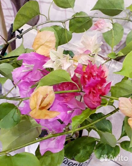 Домашние растения на срез