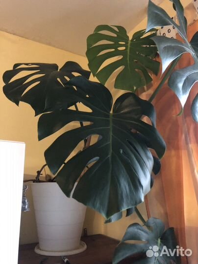 Комнатные растения, большие