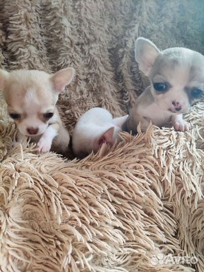 Щенки чихуахуа