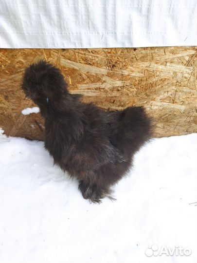 Китайские шелковые куры