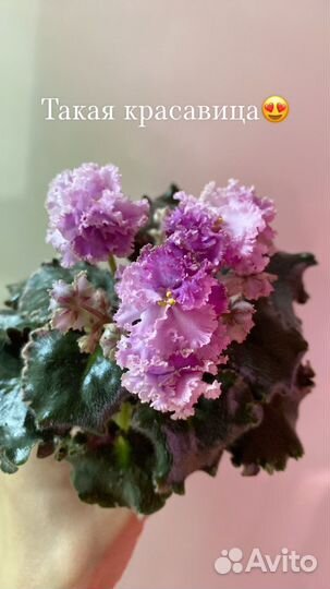 Фиалки Детки Мини и Стандарты