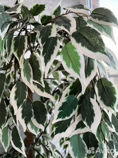 Фикус бенджамина искусственный