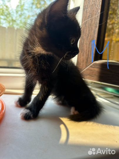 Шотландская