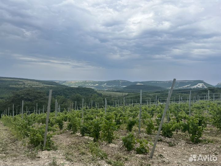 Шпалерные столбы для винограда