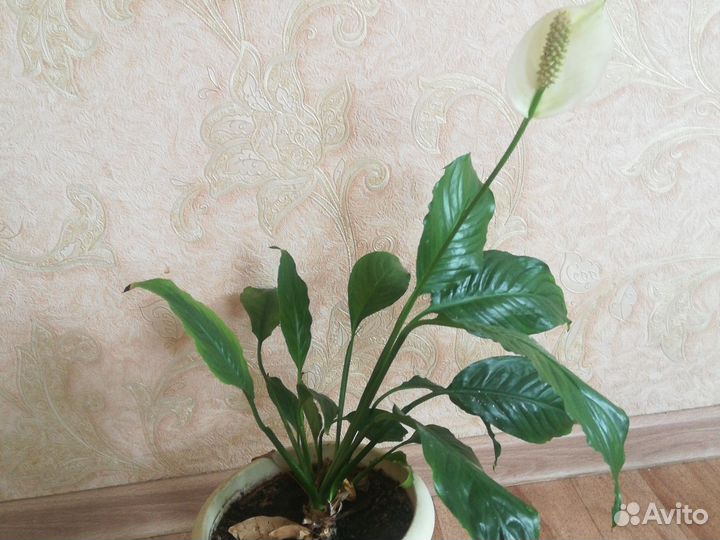 Спатифиллум