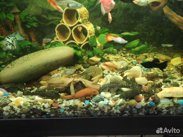 Сомики анциструсы