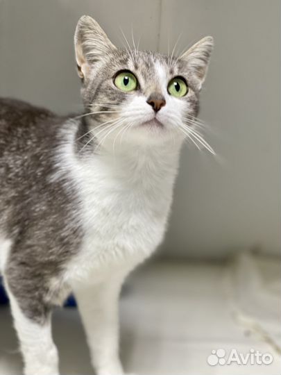 Кошка в дар