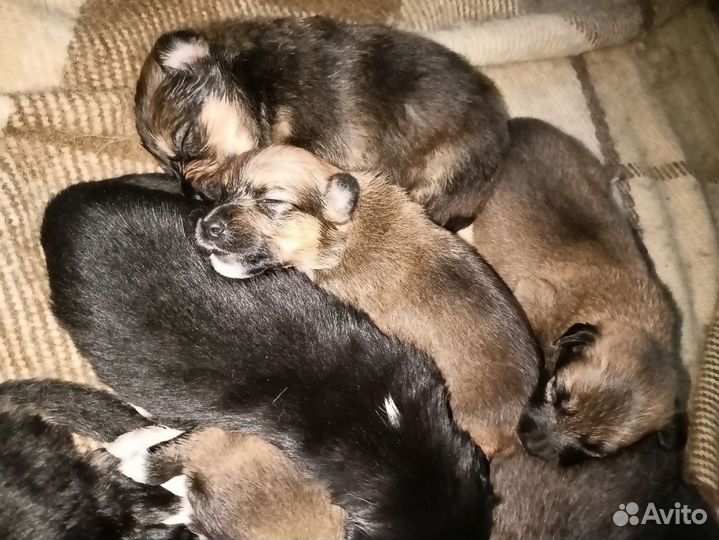 Щенок в добрые руки