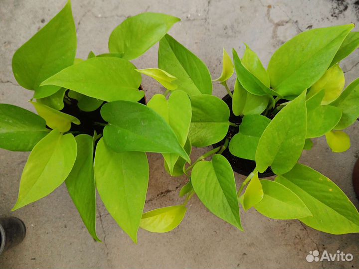 Сциндапсус эпипремнум,фикус альба,монстера мини