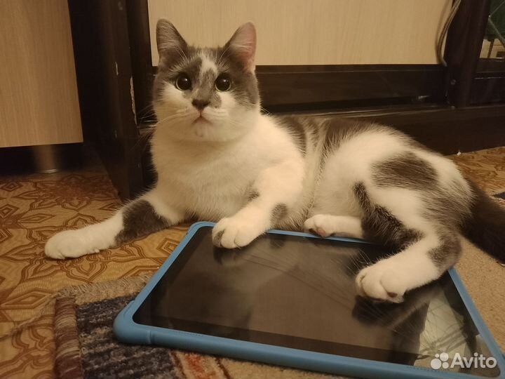 Планшет на запчасти