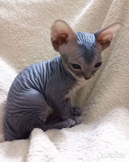 Донской сфинкс, девочка