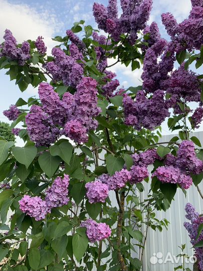 Садовые цветы на посадку