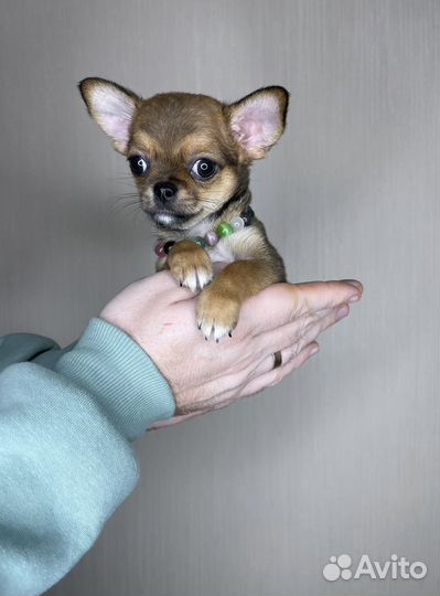 Чихуахуа кукольный мини мальчик