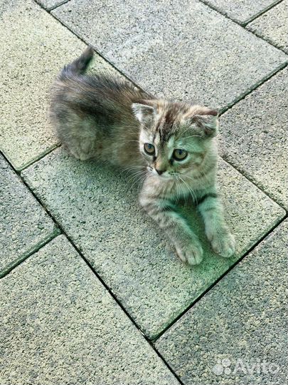 Шотландская вислоухая кошка бесплатно