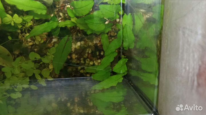 Набор растений для аквариума