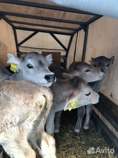 Бычки швицкой породы