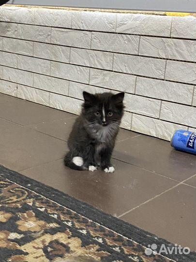 Кошки бесплатно