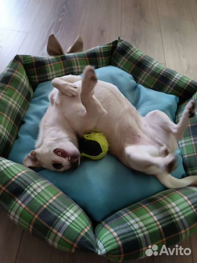 Передержка домашних собак