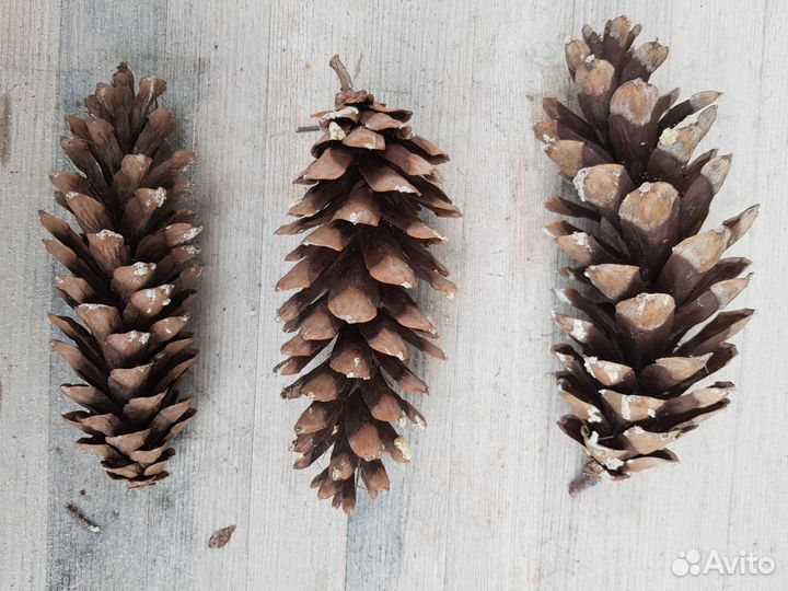 Шишки сосновые большие
