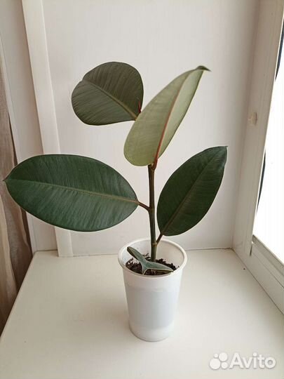 Фикус каучуконосный эластика