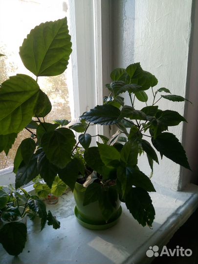 Гибискус китайская роза