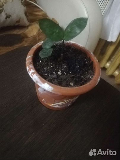 Замиокулькас