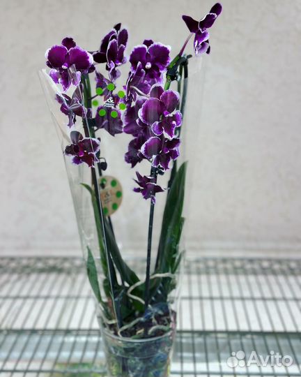 Коллекционные орхидеи