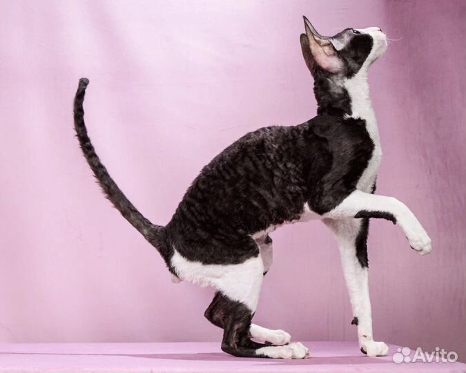 Корниш-рекс