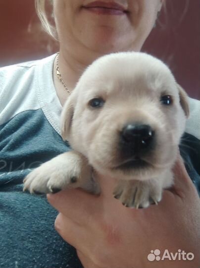 Щенки лабрадора