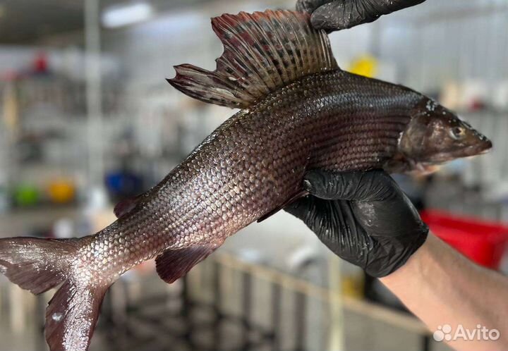 Хариус слабосолёный