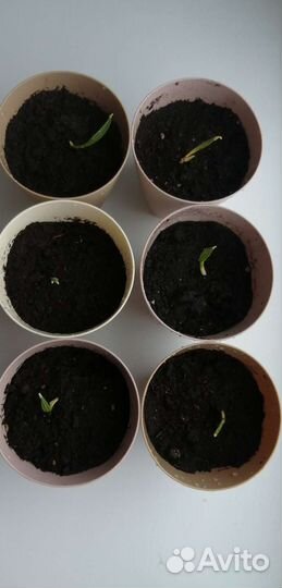 Финиковая пальма