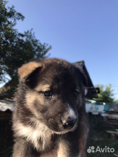 Щенки хаски продам